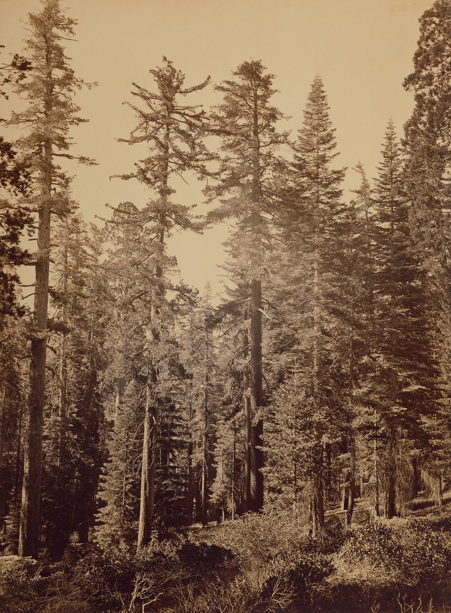 [Scena leśna] / [Sosny cukrowe] autorstwa Carleton Watkins