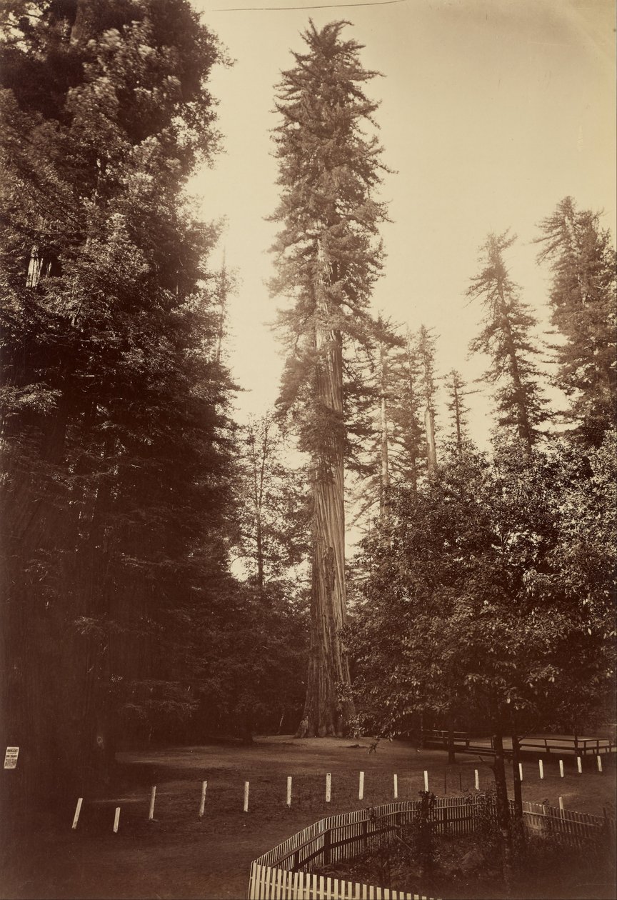 Olbrzymia sekwoja, Santa Cruz autorstwa Carleton Watkins