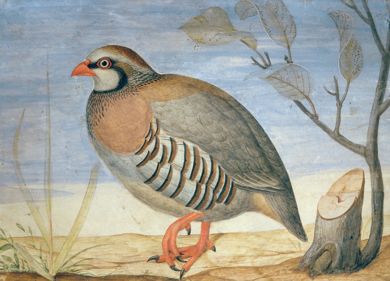 Kuropatwa czerwononoga (gwasz na welinie) autorstwa Carlo Battaglia