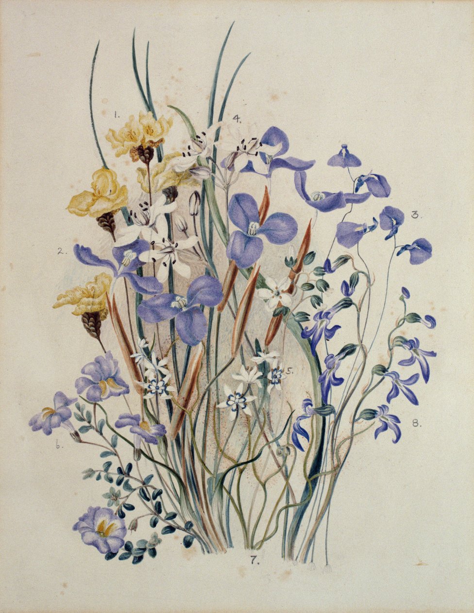 Wiosenne Kwiaty, XIX w. autorstwa Caroline Louisa Meredith