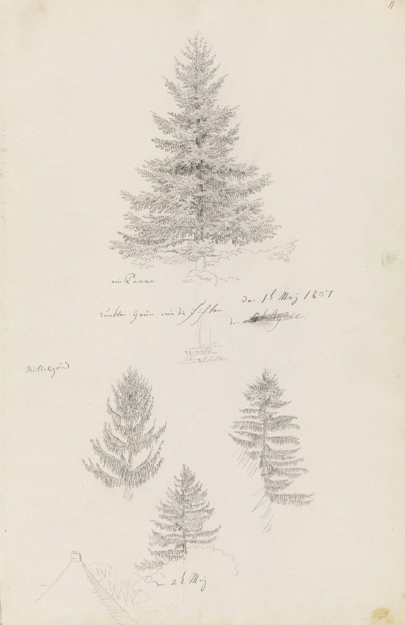 Jodła i trzy badania świerka autorstwa Caspar David Friedrich