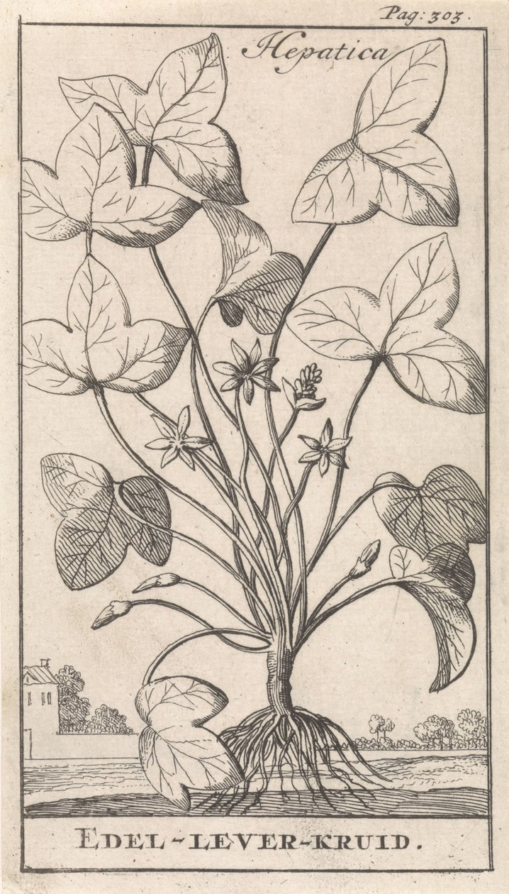 ziele wątroby Hepetica / Noble-Liver-Herb (tytuł na obiekcie) autorstwa Caspar Luyken