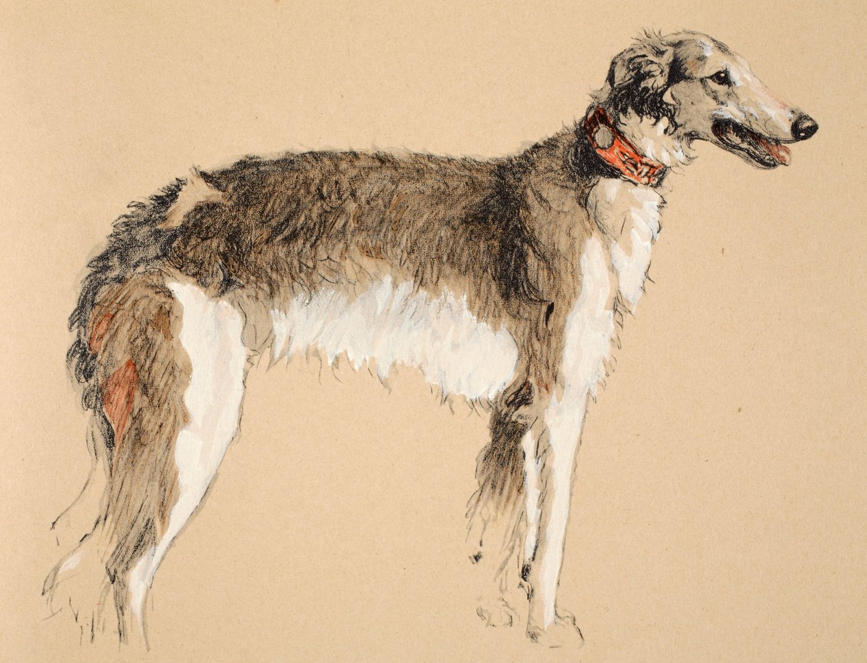 Borzoj, 1930, Ilustracje z jego szkicownika użytego do „Just Among Friends”, Aldin, Cecil Charles Windsor (1870-1935), później opublikowane przez Eyre i Spottiswoode Limited, 1934, Chalk and Charcoal na autorstwa Cecil Charles Windsor Aldin