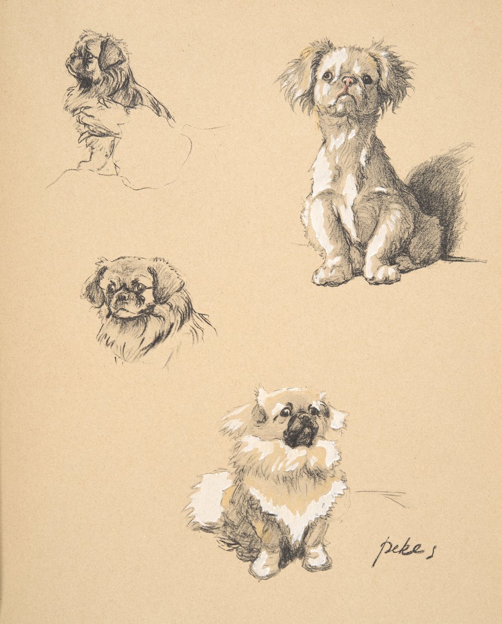 Pekes, 1930, Ilustracje z jego szkicownika użytego do „Just Among Friends”, Aldin, Cecil Charles Windsor (1870-1935), później wydane przez Eyre i Spottiswoode Limited, 1934, Chalk and Charcoal na s. autorstwa Cecil Charles Windsor Aldin