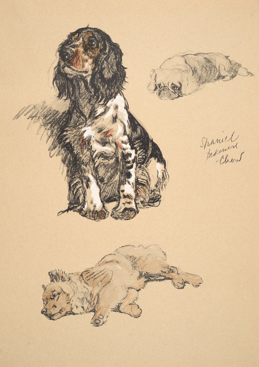Spaniel, Pekińczyk i Chow, 1930, Ilustracje z jego szkicownika użytego do „Just Among Friends”, Aldin, Cecil Charles Windsor (1870-1935), później wydane przez Eyre i Spottiswoode Limited, 1934, Ch autorstwa Cecil Charles Windsor Aldin