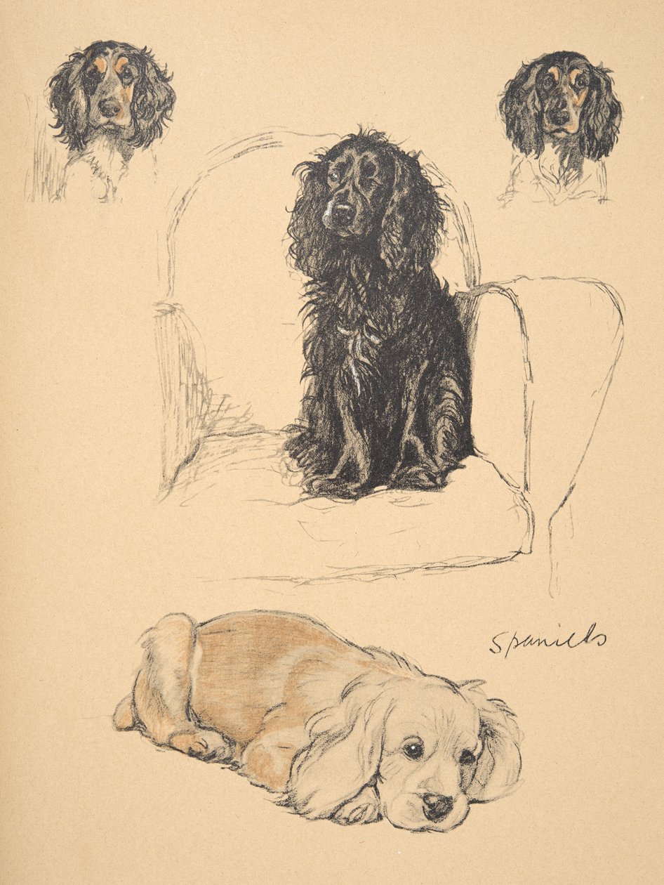 Spaniele, 1930, Ilustracje z jego szkicownika użytego do „Just Among Friends”, Aldin, Cecil Charles Windsor (1870-1935), później wydane przez Eyre i Spottiswoode Limited, 1934, Chalk and Charcoal o autorstwa Cecil Charles Windsor Aldin