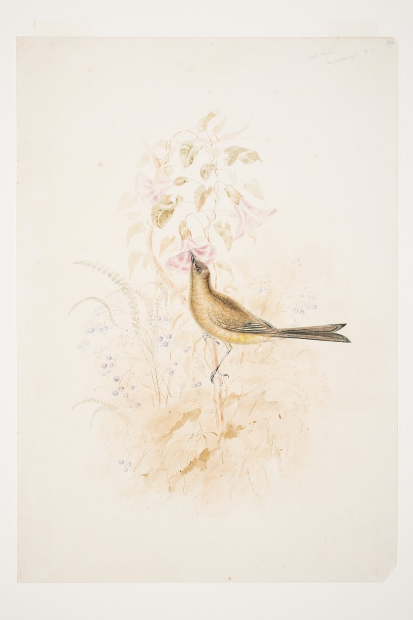 Kari Mako (Korimako) Mahurangi N.Z. przez Charles Heaphy autorstwa Charles Heaphy