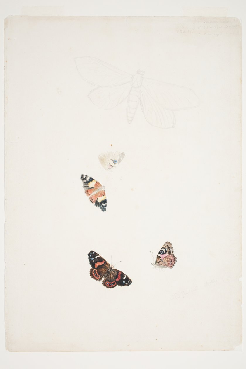 Nowozelandzkie ćmy autorstwa Charles Heaphy