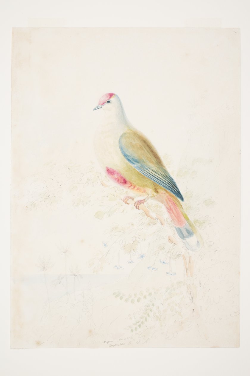 Gołąb (wielkość życia) Wyspy Lojalnościowe autorstwa Charlesa Heaphy autorstwa Charles Heaphy