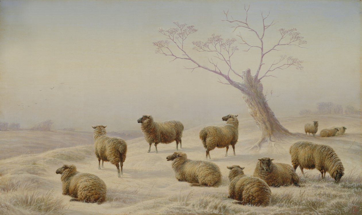 Owce w śniegu, 1880 autorstwa Charles Jones