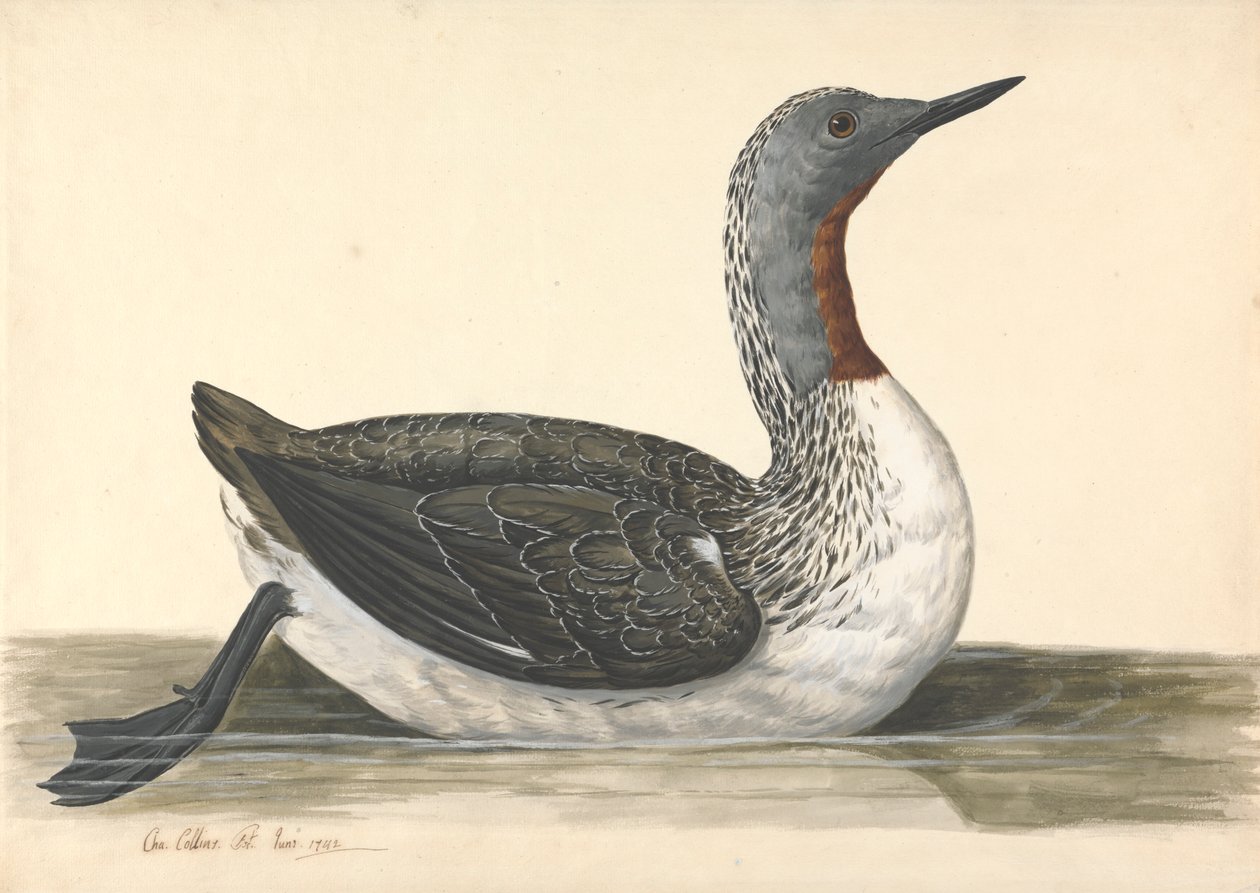 Nurek czerwonogardły, czerwiec 1742 r autorstwa Charles Collins