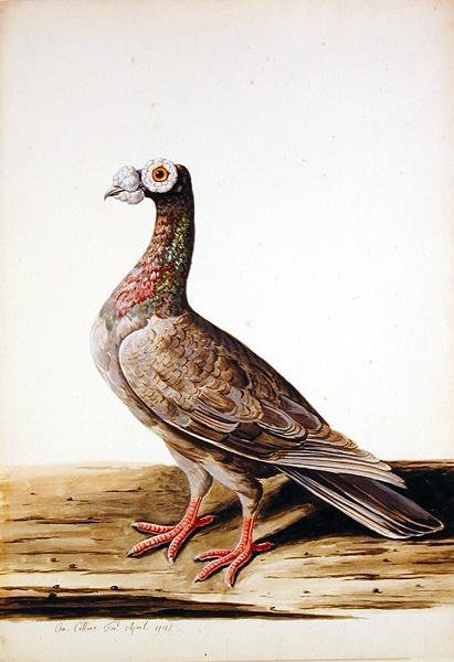 Głuszec, Hen autorstwa Charles Collins