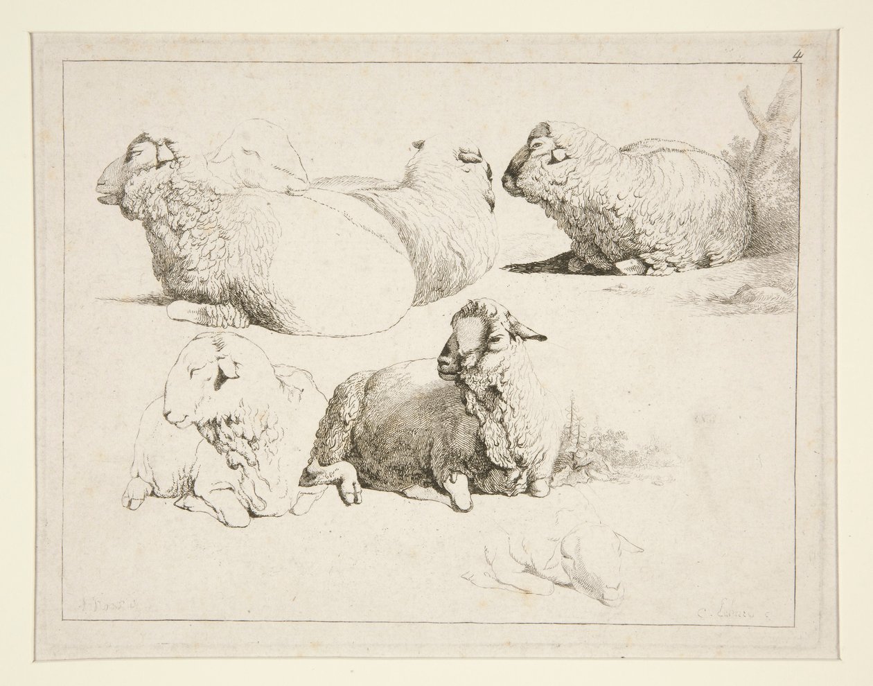 Owce na pastwisku autorstwa Charles Echard