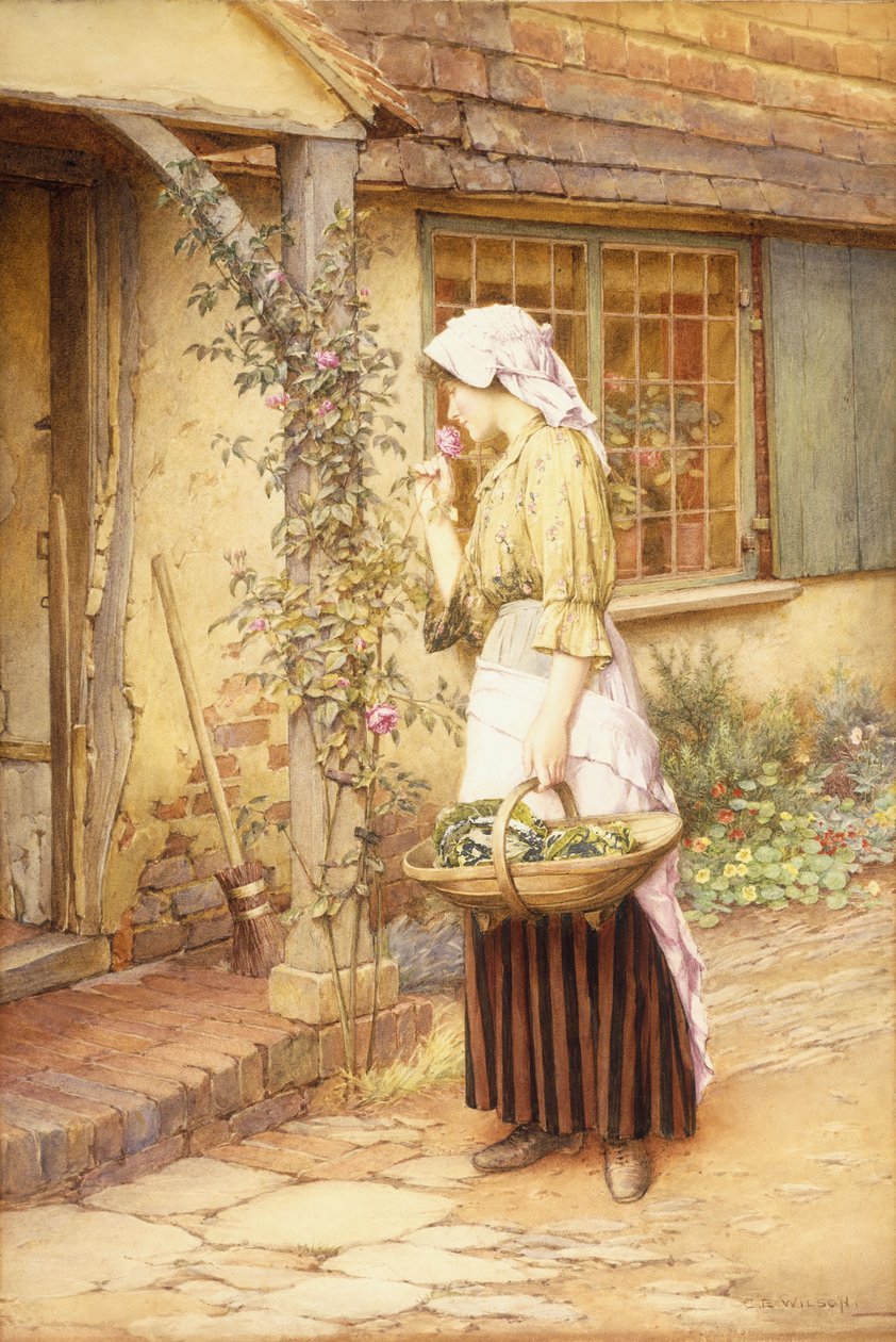Najsłodsza róża (w/c na papierze) autorstwa Charles Edward Wilson