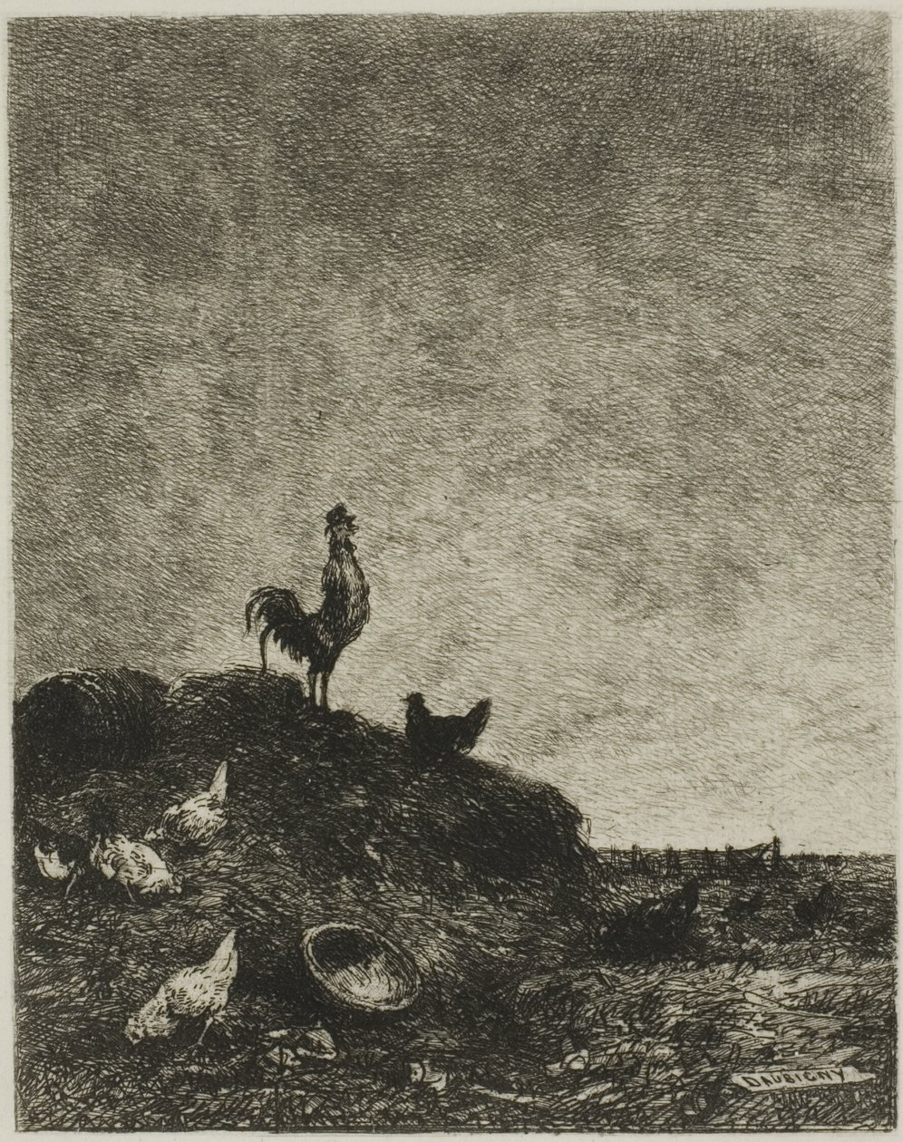 Dawn (The Cock