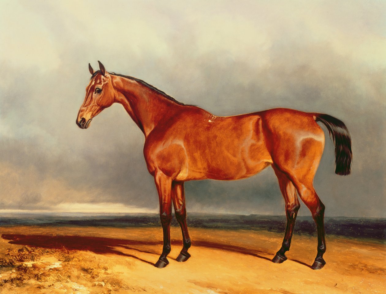 Zatokowy Łowca autorstwa Charles Hancock