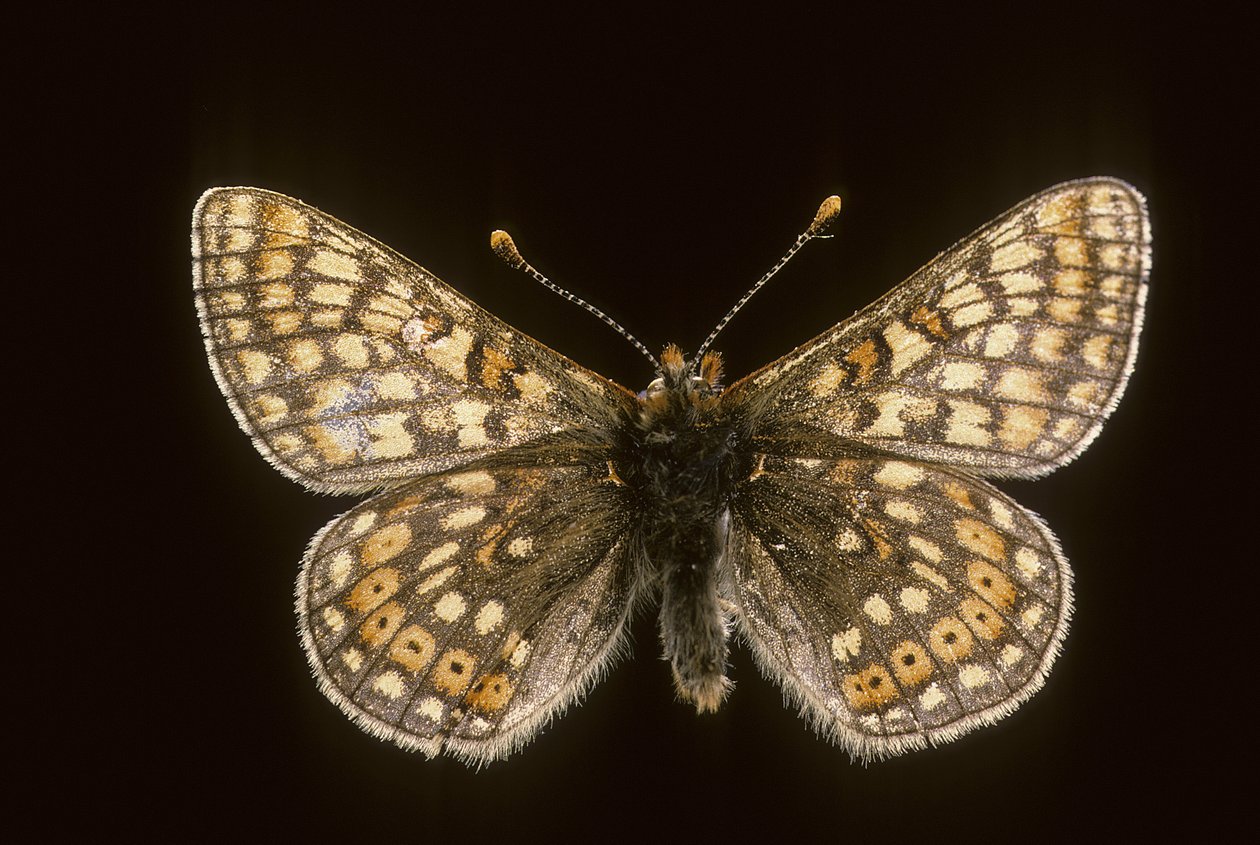 Euradryas aurinia autorstwa Augustus Kollner