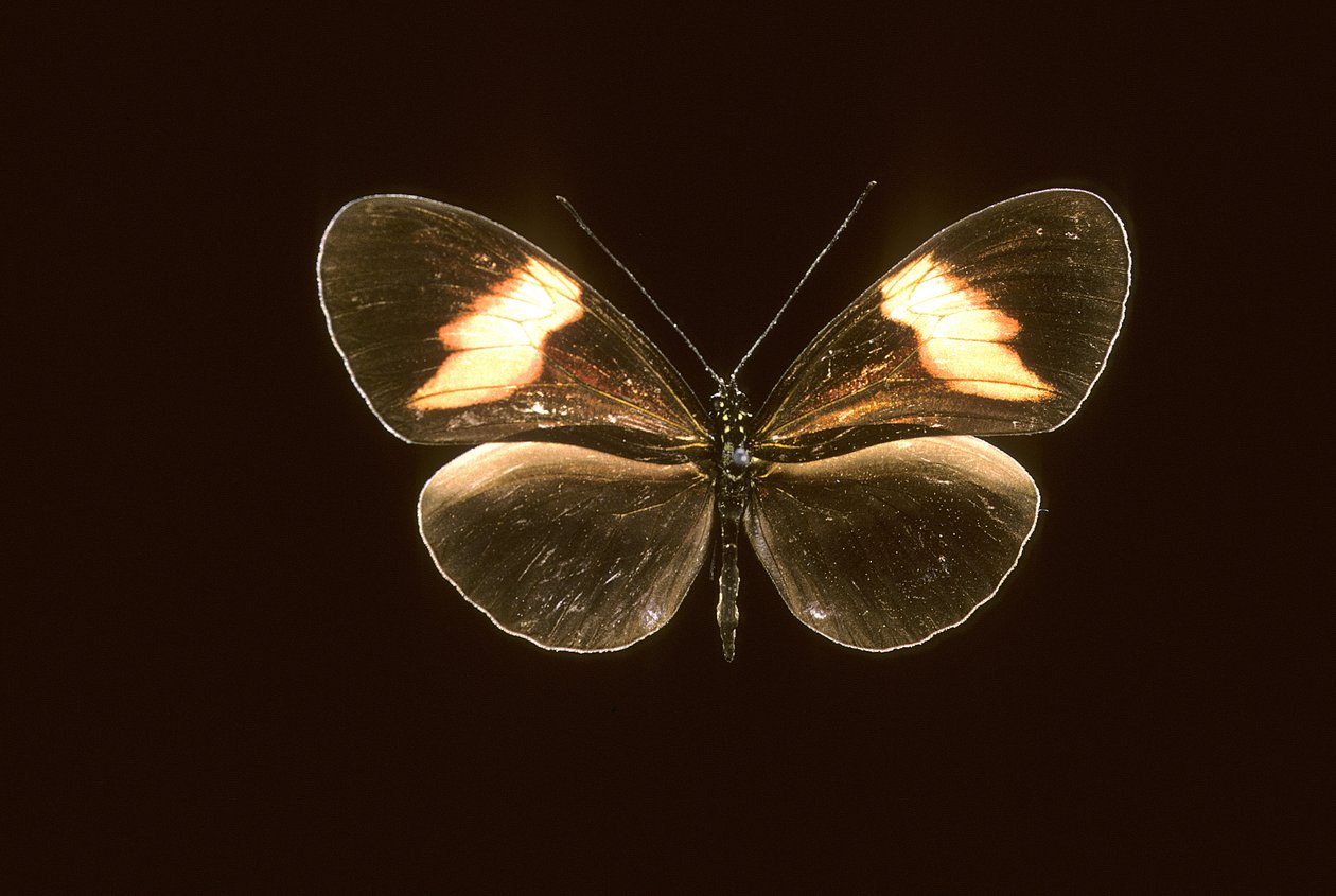 Heliconius melpomene/Heliconie melpomene autorstwa Augustus Kollner