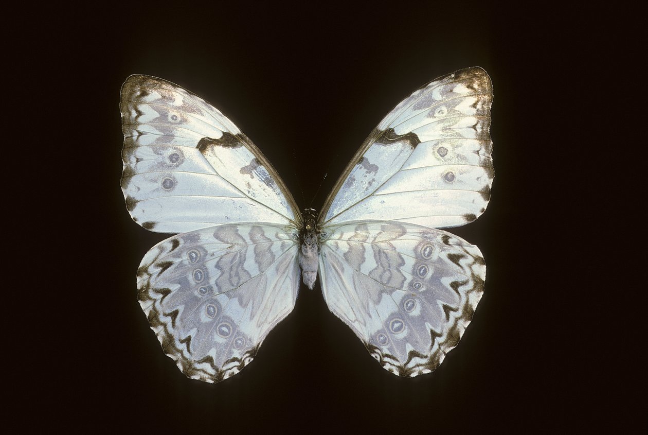 Morpho catnarius autorstwa Augustus Kollner
