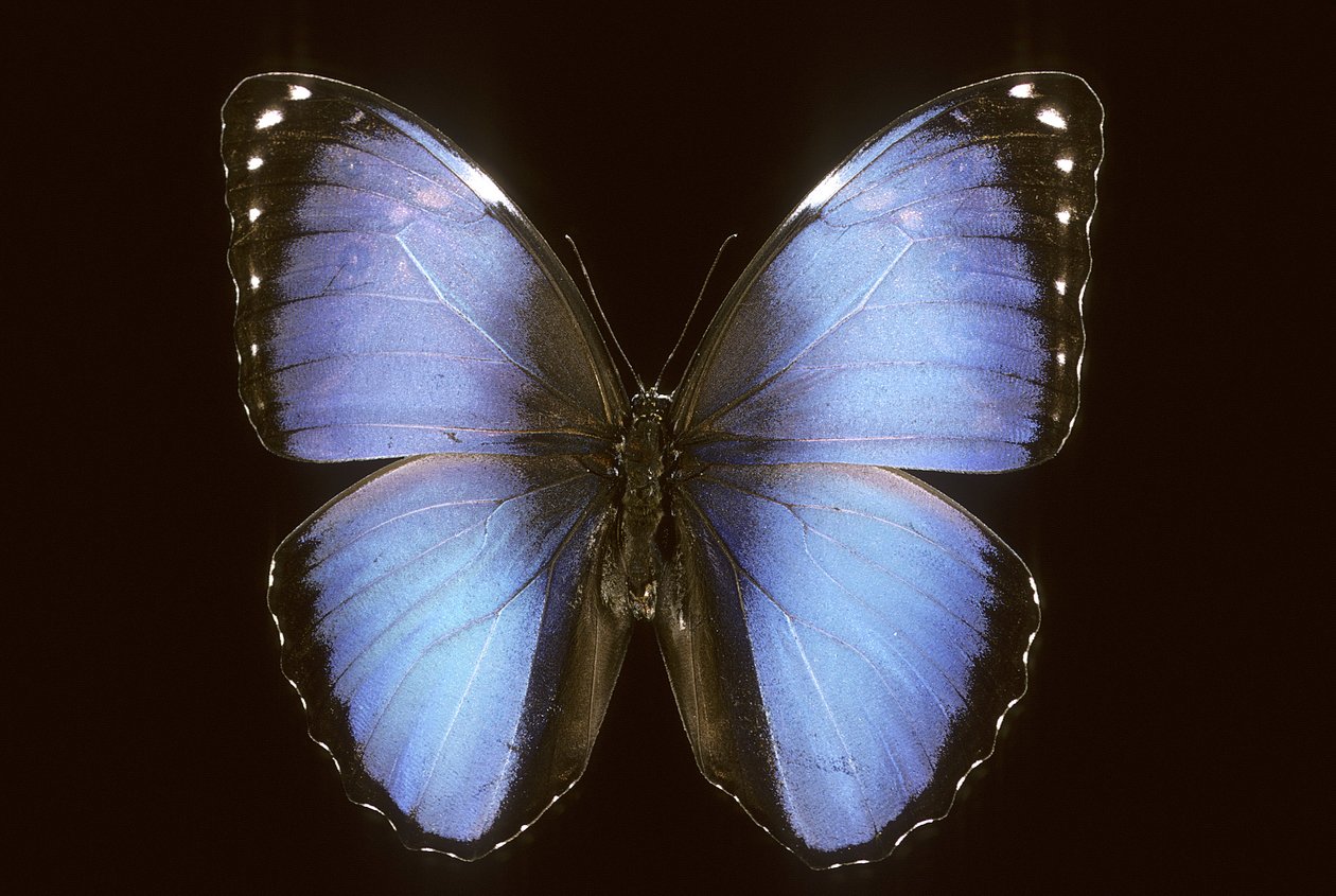 Morpho vitrea autorstwa Augustus Kollner