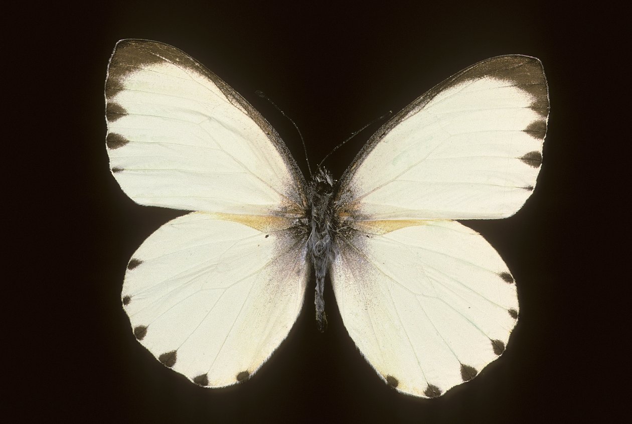 Mylothris poszedłem autorstwa Augustus Kollner