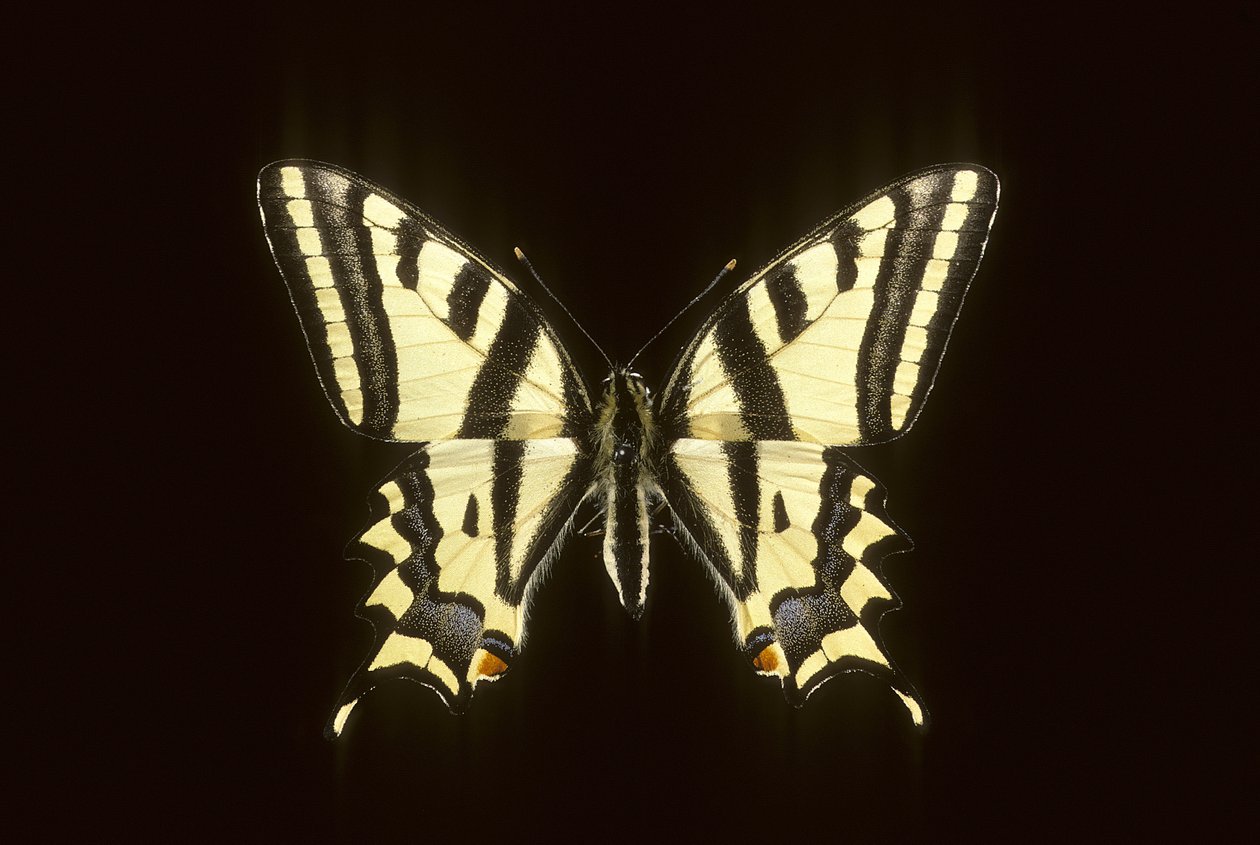 Papilio alexanor/Alexanor autorstwa Augustus Kollner