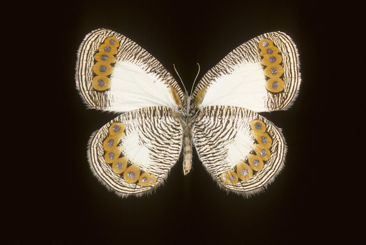 Physcaeneura leda autorstwa Augustus Kollner
