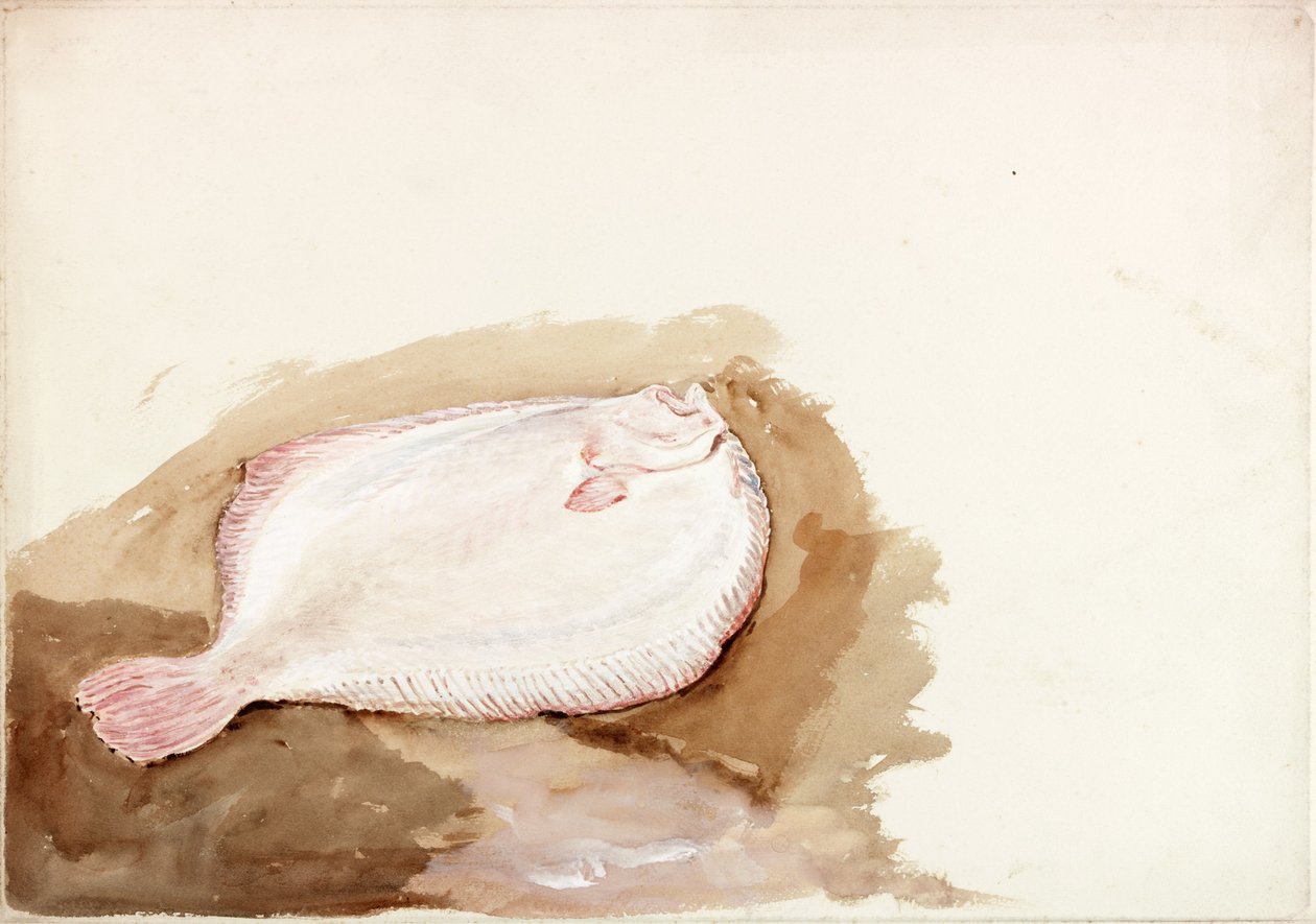 Studium Płaskiej Ryby (kolor nadwozia) autorstwa Charles Napier Hemy