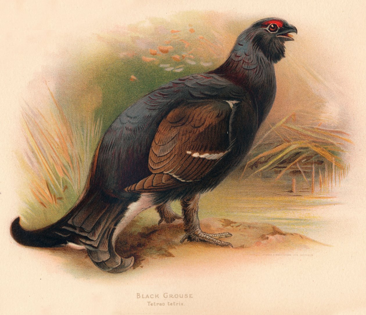 Cietrzew Tetrao tetrix, 1900, 1900 autorstwa Charles Whymper