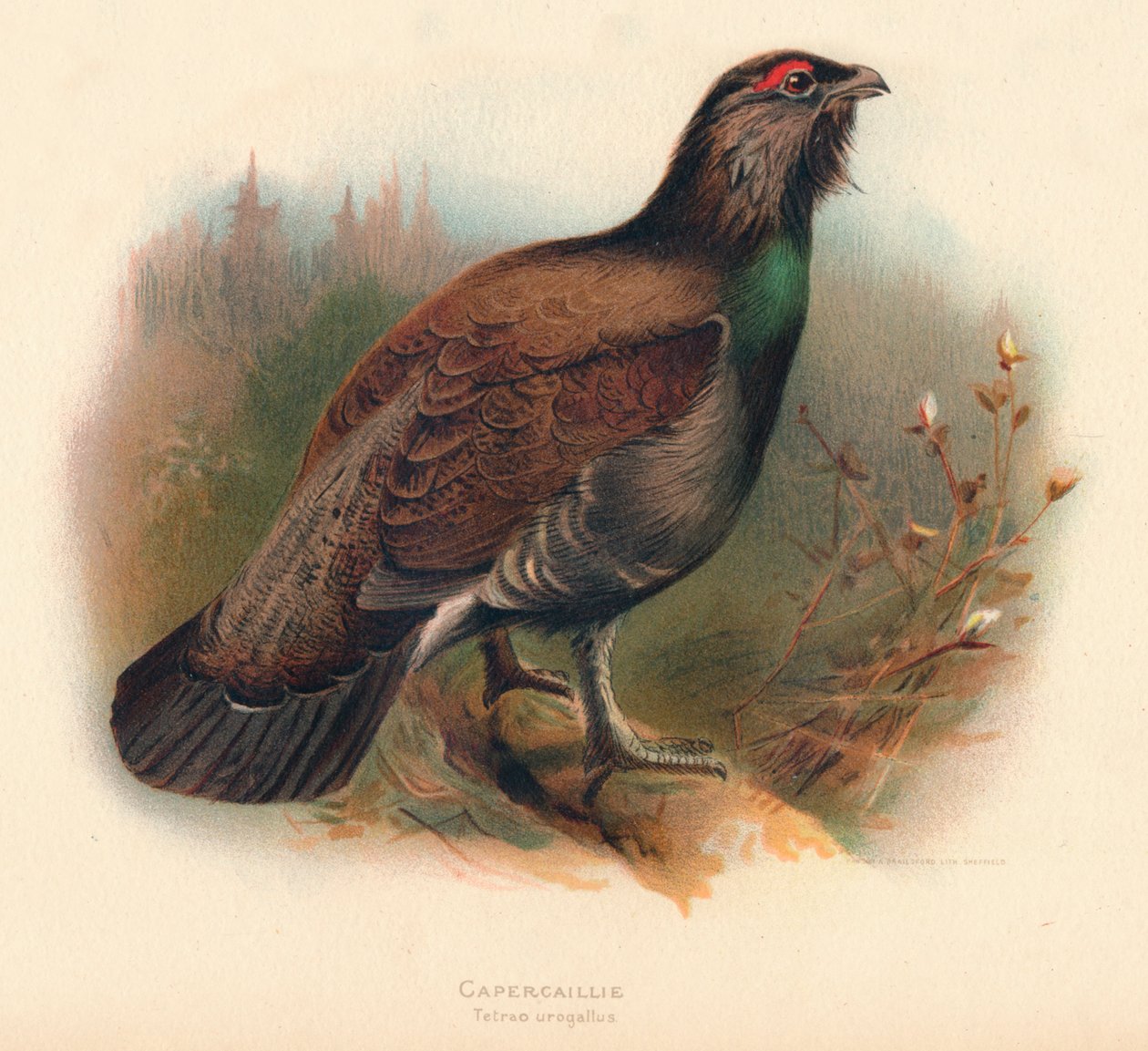Głuszec Tetrao urogallus, 1900, 1900 autorstwa Charles Whymper