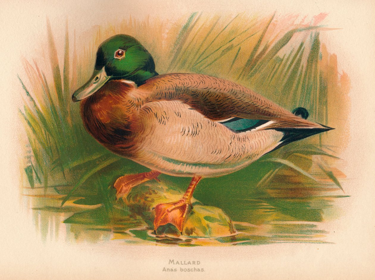 Krzyżówka Anas boschas, 1900, 1900 autorstwa Charles Whymper