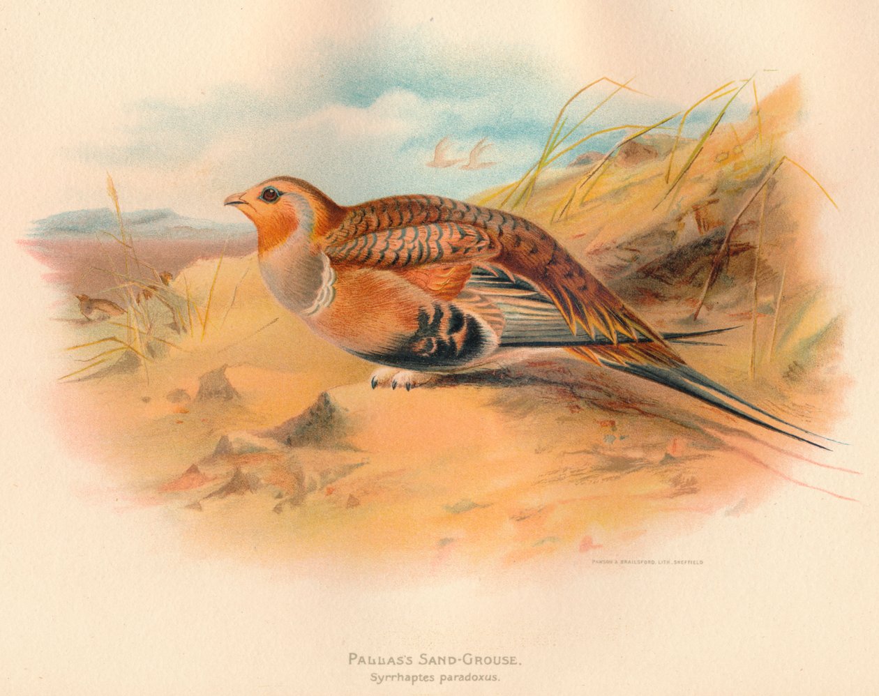 Pallass Sand-Grouse Syrrhaptes paradoxus, 1900, 1900 autorstwa Charles Whymper