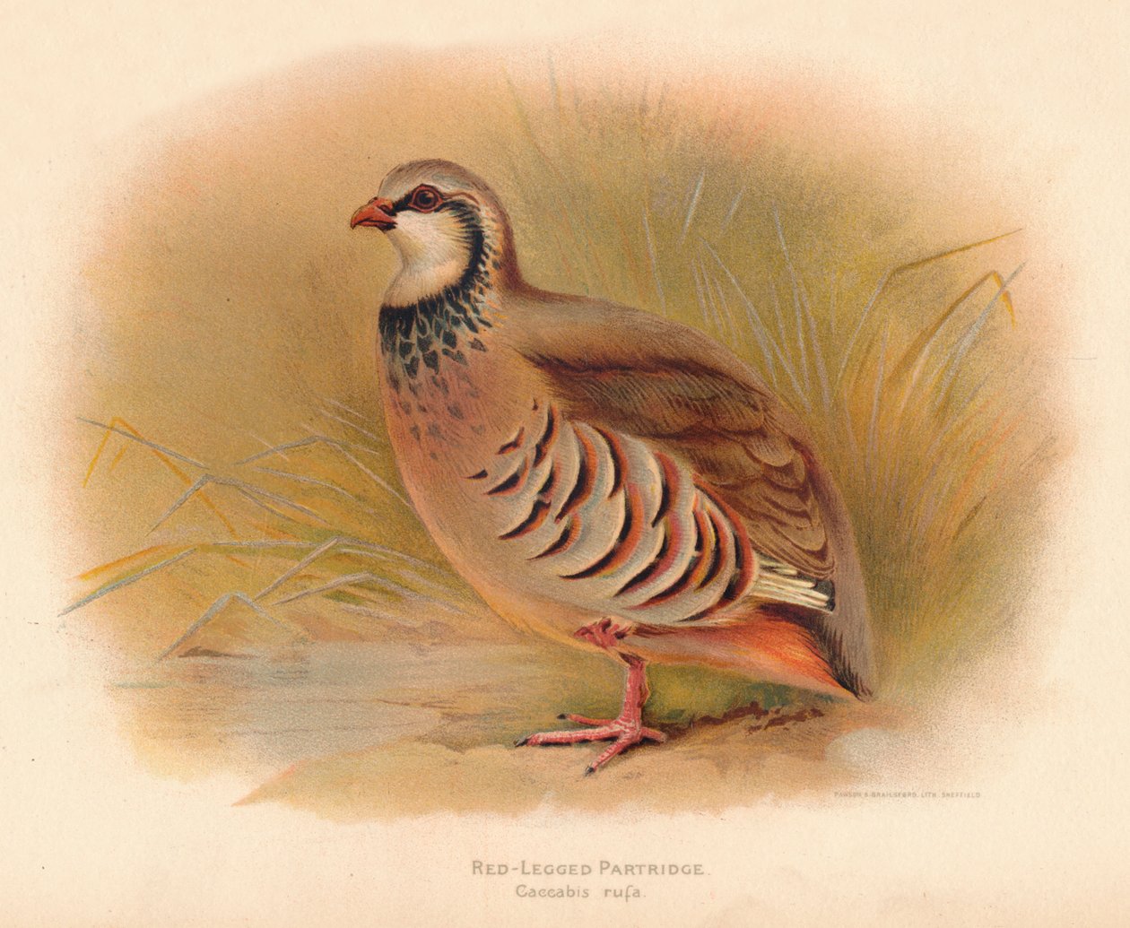 Kuropatwa czerwononoga Kakabus rufa, 1900, 1900 autorstwa Charles Whymper