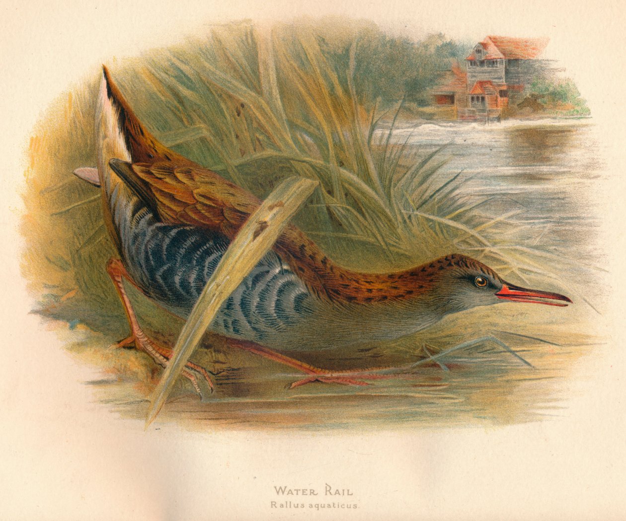 Kolej wodna Rallus aquaticus, 1900, 1900 autorstwa Charles Whymper