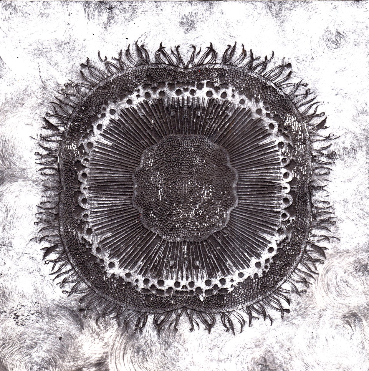 Plant Cells, 2019 (trawienie suchej temperatury) autorstwa Charlotte Orr