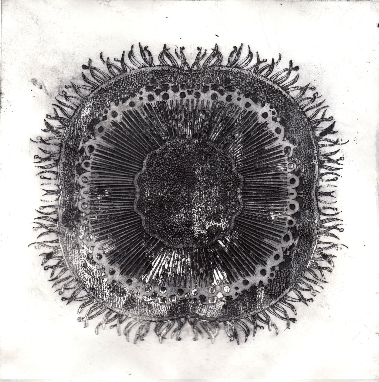 Plant Cells, 2019 (trawienie suchej temperatury) autorstwa Charlotte Orr