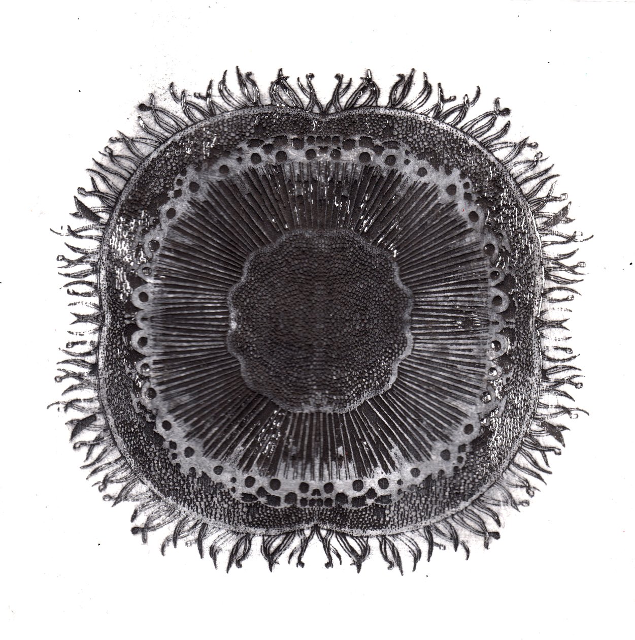 Plant Cells, 2019 (trawienie suchej temperatury) autorstwa Charlotte Orr