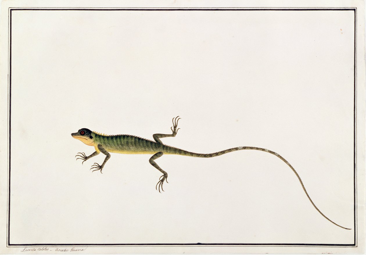 Guana azjatycka, Lacerta Calotes, z Rysunków zwierząt, owadów i gadów z Malakki, ok. 1805-18 (wc i gwasz na papierze) autorstwa Chinese School