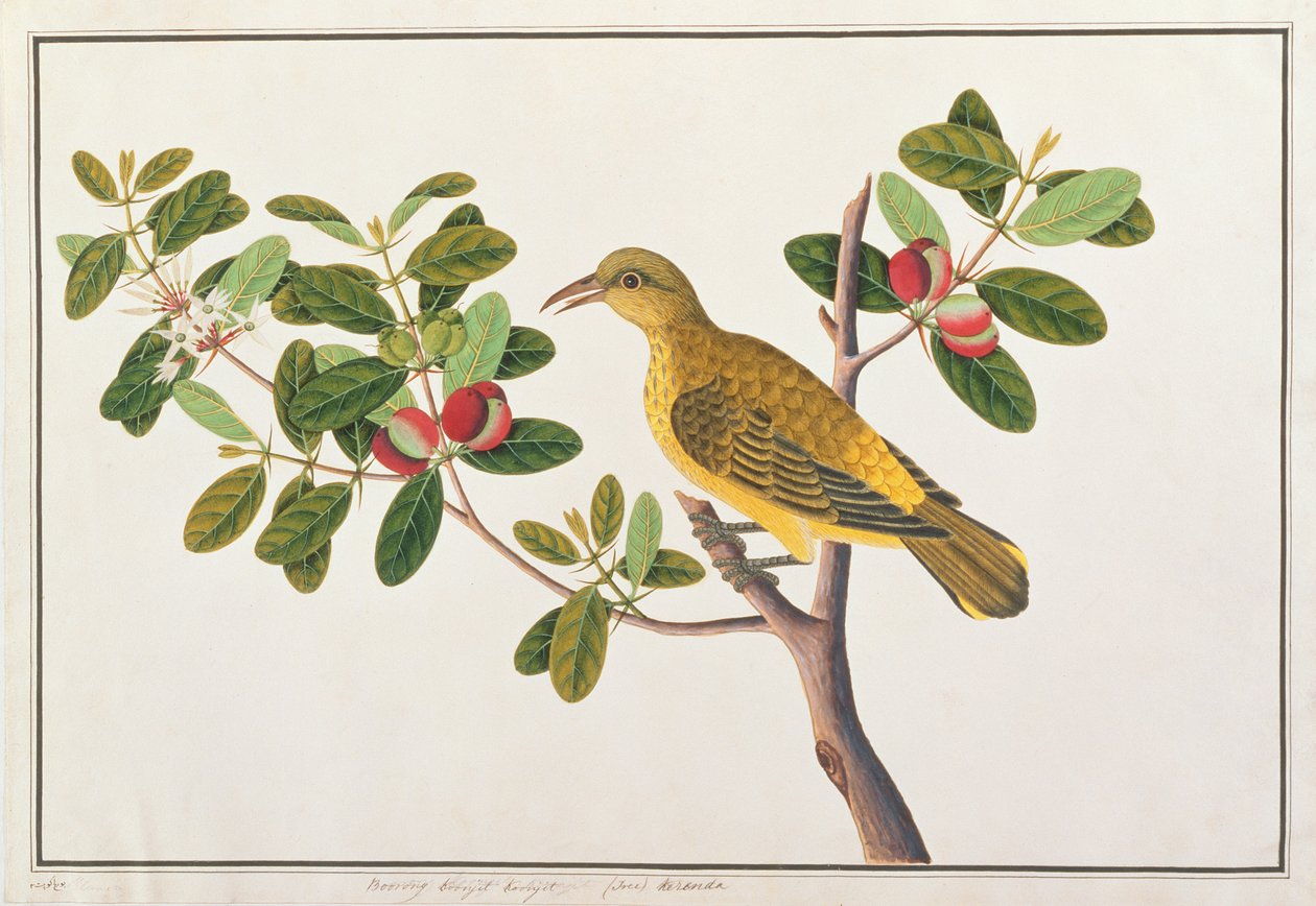 Wilga czarnowłosa, z Rysunków ptaków z Malakki, ok. 1805-18 (wc na papierze) autorstwa Chinese School