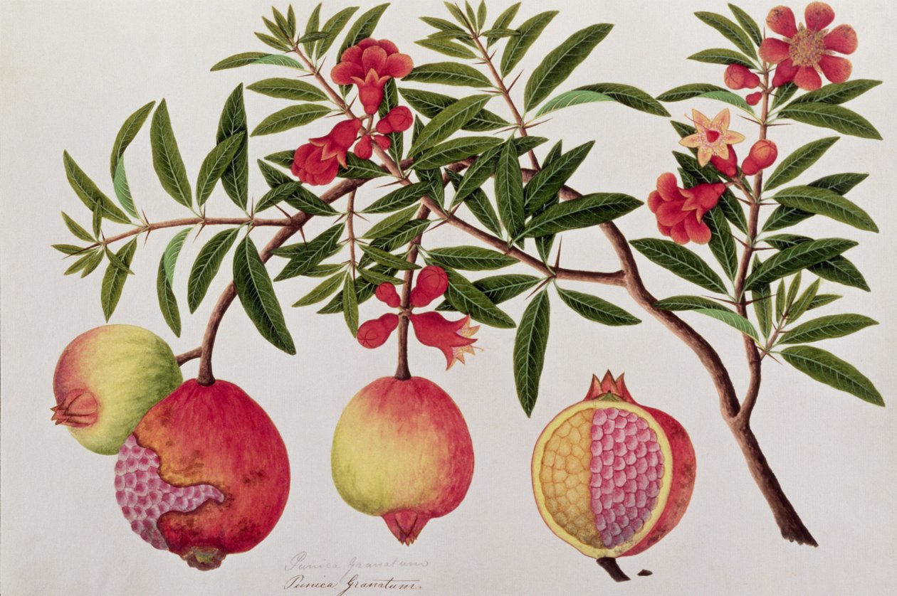 Bua Klitchie lub Caesalpinia bonduccella, z Rysunków roślin z Malakki, ok. 1805-18 (wc na papierze) autorstwa Chinese School