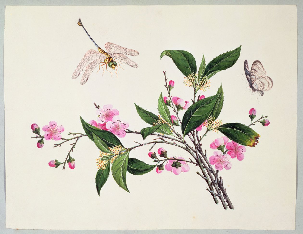 Kwiat wiśni Ważka i motyl autorstwa Chinese School