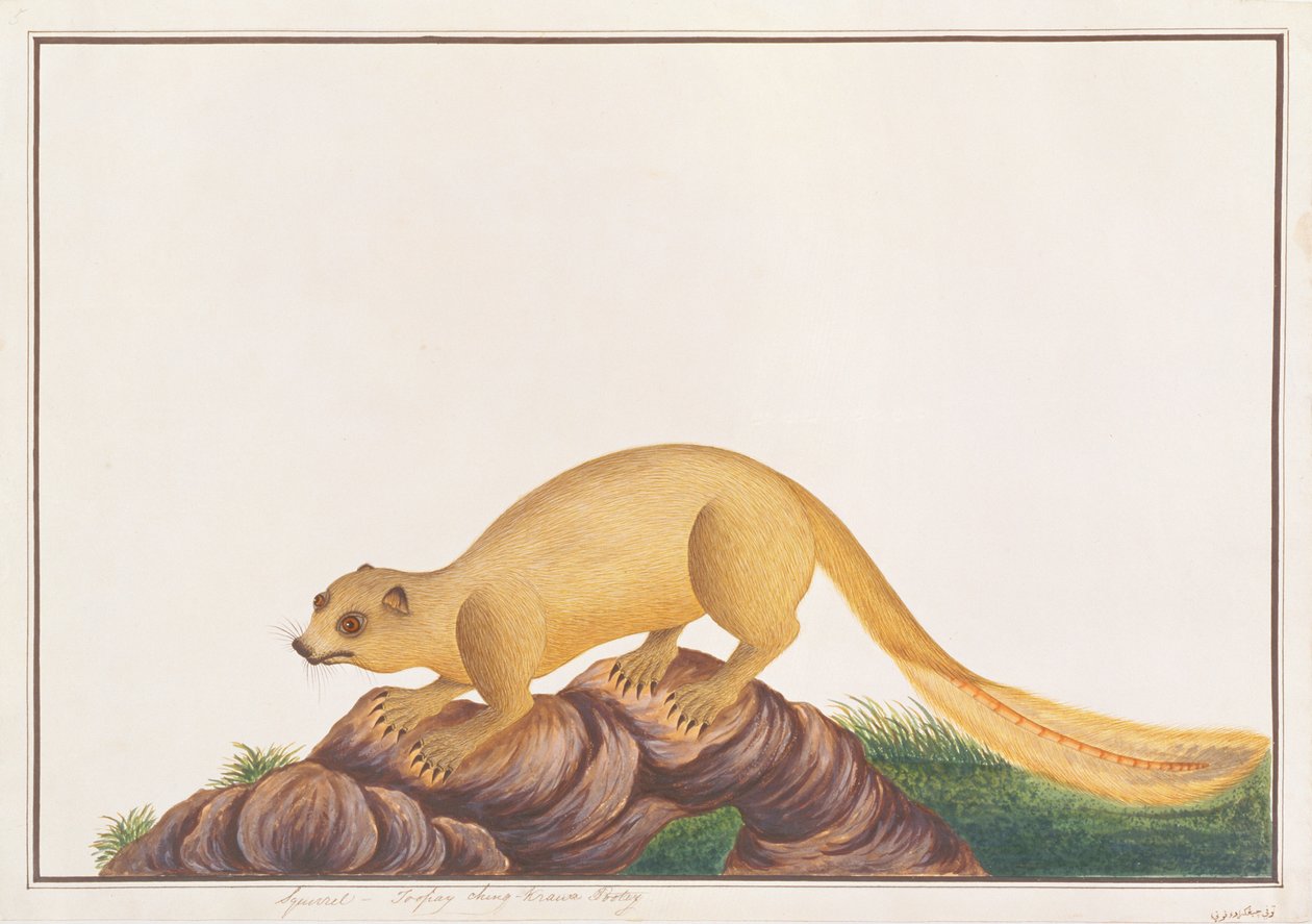 Kremowa wiewiórka olbrzymia, z Rysunków zwierząt, owadów i gadów z Malakki, ok. 1805-18 (wc i gwasz na papierze) autorstwa Chinese School