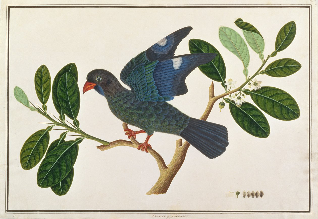 Dollarbird, z Rysunków ptaków z Malakki, ok. 1805-18 (wc na papierze) autorstwa Chinese School