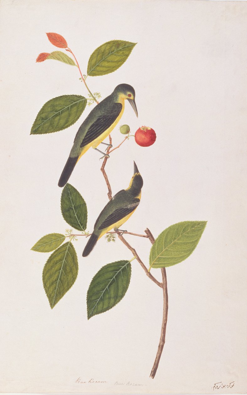 Wielka Iora, z Rysunków ptaków z Malakki, ok. 1805-18 (wc na papierze) autorstwa Chinese School