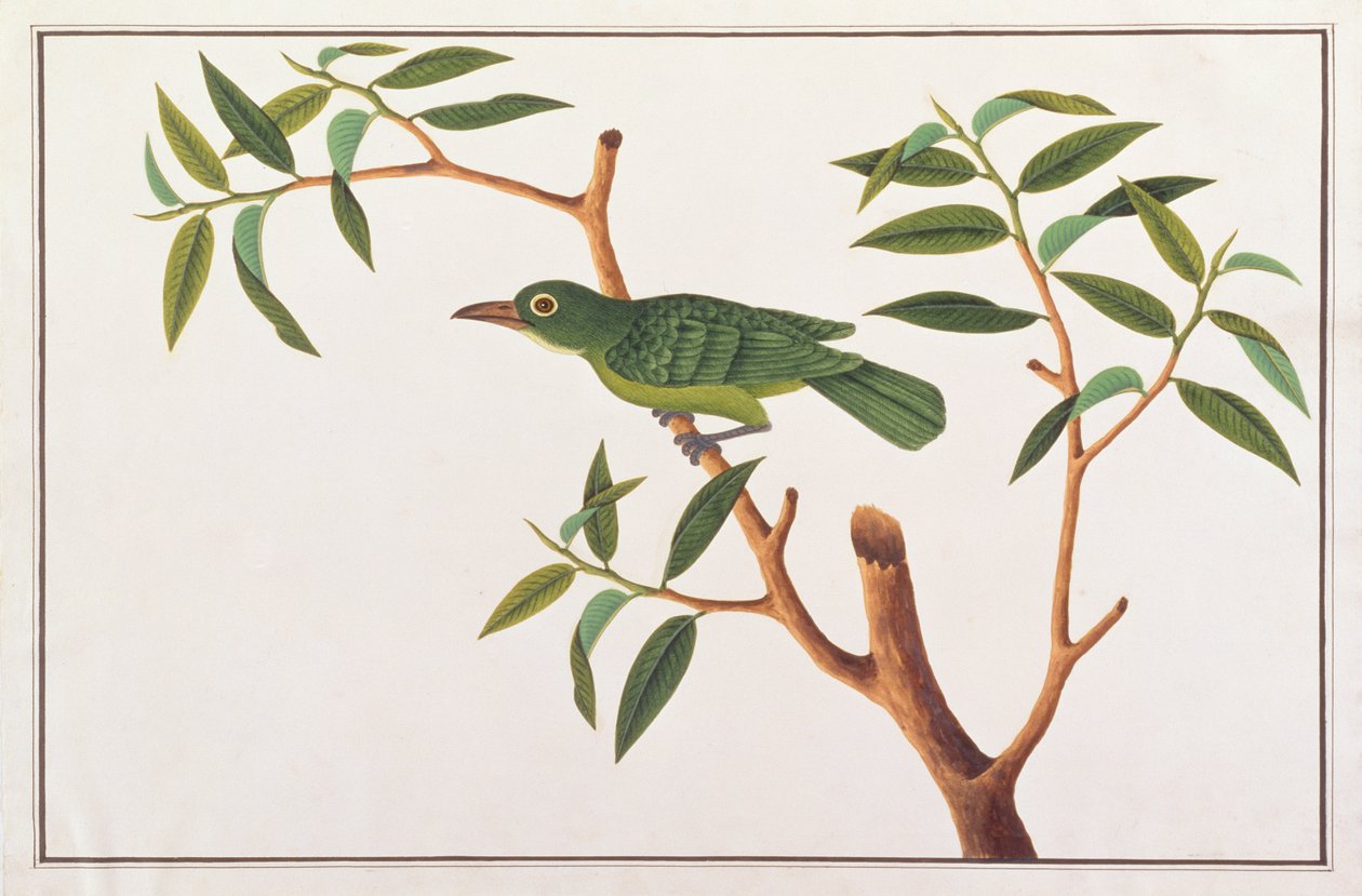 Greater Green Leafbird, z Rysunków ptaków z Malakki, ok. 1805-18 (wc na papierze) autorstwa Chinese School