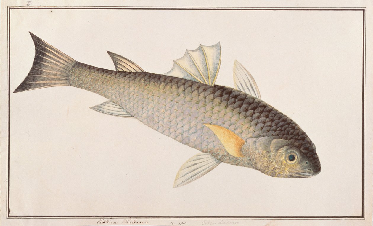 Szara barwena, z Rysunków ryb z Malakki, ok. 1805-18 (wc na papierze) autorstwa Chinese School