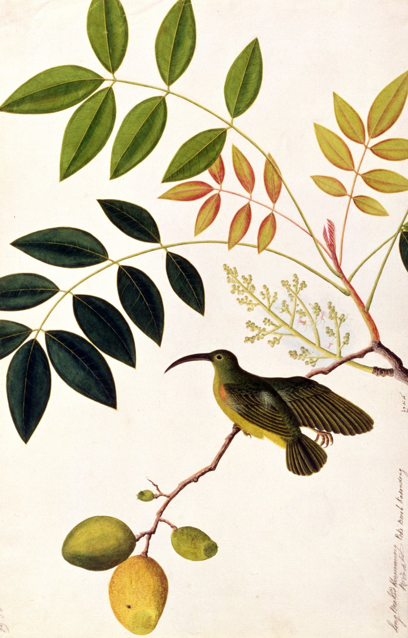Koliber z długim dziobem, Poko Booah Kadonong, z Rysunków ptaków z Malakki, ok. 1805-18 (wc na papierze) autorstwa Chinese School