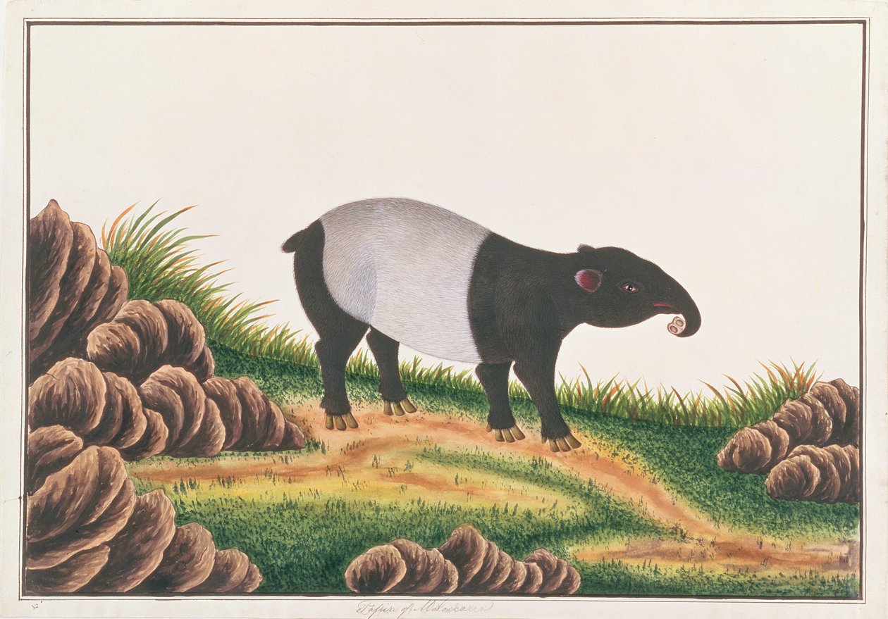 Tapir malajski, z Rysunków zwierząt, owadów i gadów z Malakki, ok. 1805-18 (wc i gwasz na papierze) autorstwa Chinese School