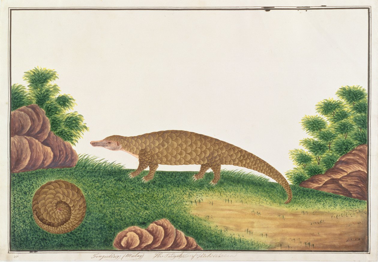 Sunda Pangolin, z Rysunki zwierząt, owadów i gadów z Malakki, ok. 1805-18 (toaleta i gwasz na papierze) autorstwa Chinese School