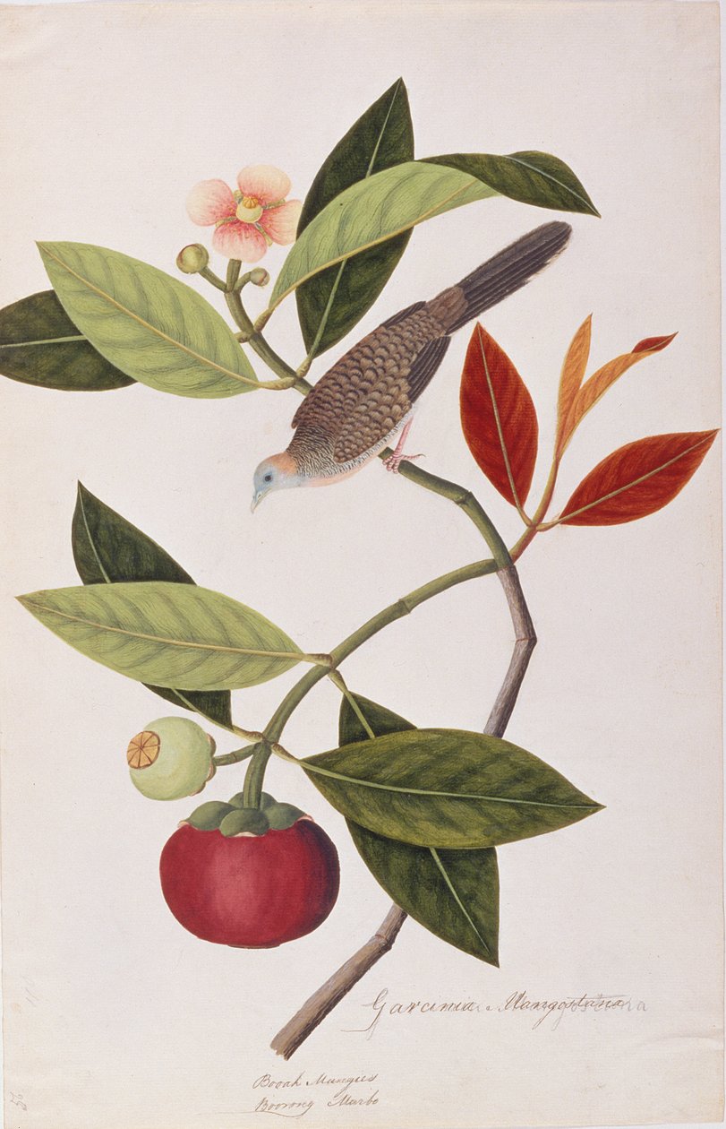 Gołąb zebry, z Rysunków ptaków z Malakki, ok. 1805-18 (wc na papierze) autorstwa Chinese School